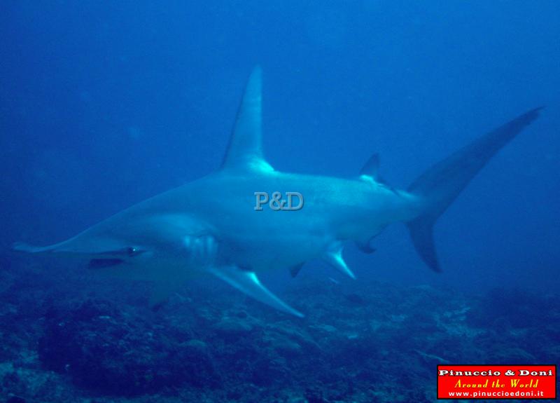 Papua Lissenung Diving (New Ireland) - 2.jpg